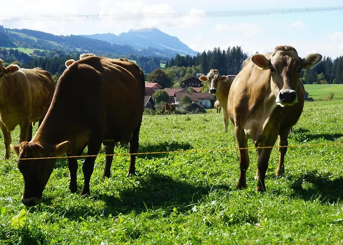 Reitemann Oy-Mittelberg